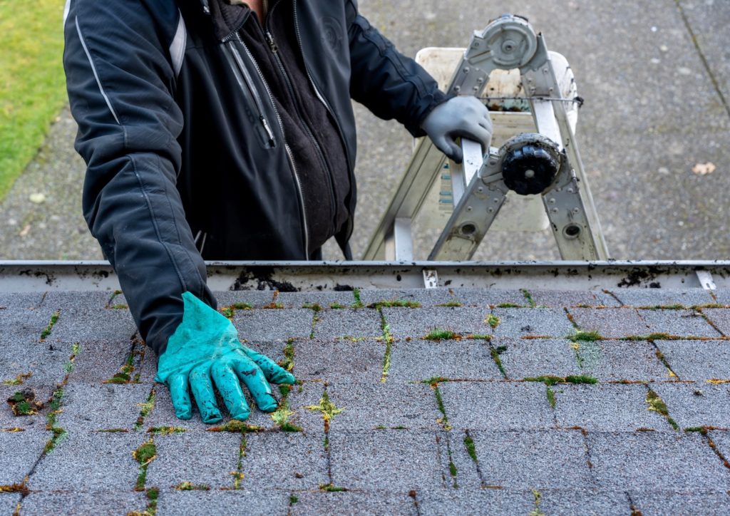 roof replacement tips cleaning a mossy roof